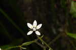 Michaux's saxifrage